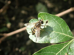Helophilus fasciatus
