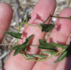 Convolvulus arvensis