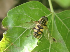 Helophilus fasciatus