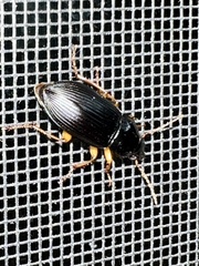 Harpalus pensylvanicus
