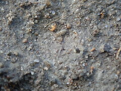 Entomobryidae
