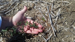 Convolvulus arvensis