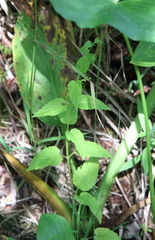 Scutellaria lateriflora