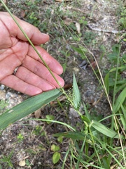 Paspalum setaceum