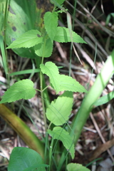 Scutellaria lateriflora