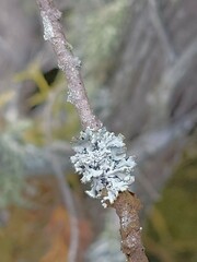Hypogymnia physodes
