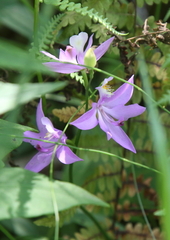 Calopogon tuberosus
