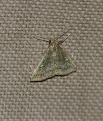 Tetanolita mynesalis