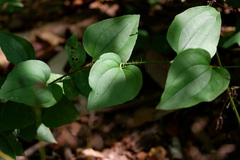 Smilax tamnoides