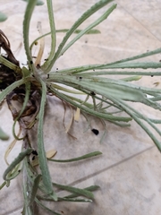 Helichrysum luteoalbum