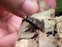 Rhinella