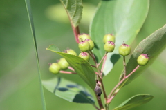 Aronia melanocarpa