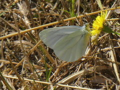 Pieris marginalis