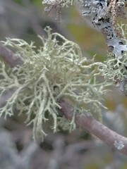Evernia mesomorpha