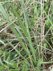 Paspalum laeve