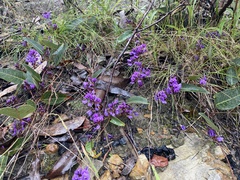 Hardenbergia violacea