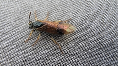 Tenthredinoidea
