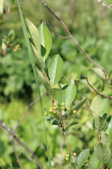 Aronia melanocarpa