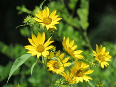 Helianthus giganteus