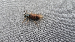 Tenthredinoidea