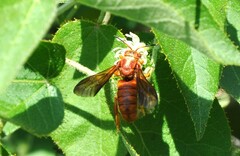 Dianthidium macrurum