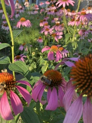 Bombus