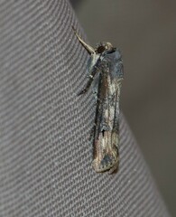 Agrotis ipsilon