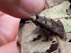 Rhinella