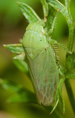 Gypona melanota