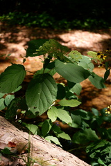 Hydrangea arborescens