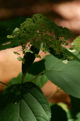 Hydrangea arborescens