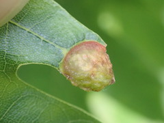 Dryocosmus quercuspalustris