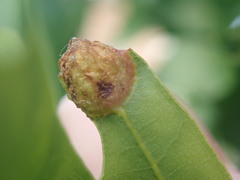 Dryocosmus quercuspalustris