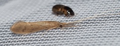 Oecetis