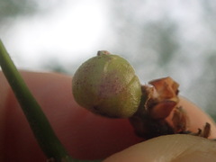 Dryocosmus quercuspalustris