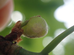 Dryocosmus quercuspalustris