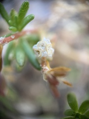 Portulaca