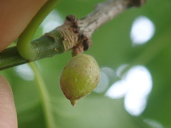 Dryocosmus quercuspalustris