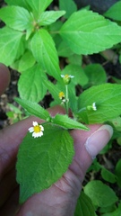 Galinsoga quadriradiata