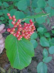 Viburnum lantanoides