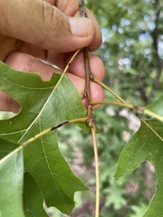 Quercus palustris
