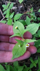 Galinsoga quadriradiata