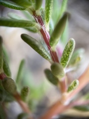 Portulaca