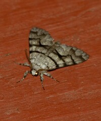 Panthea furcilla