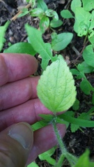 Galinsoga quadriradiata