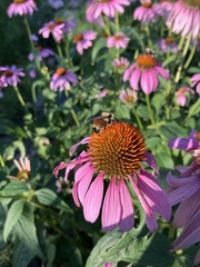 Bombus