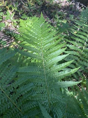 Dryopteris filix-mas