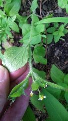 Galinsoga quadriradiata