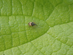 Nanophyes marmoratus