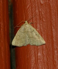 Zanclognatha pedipilalis